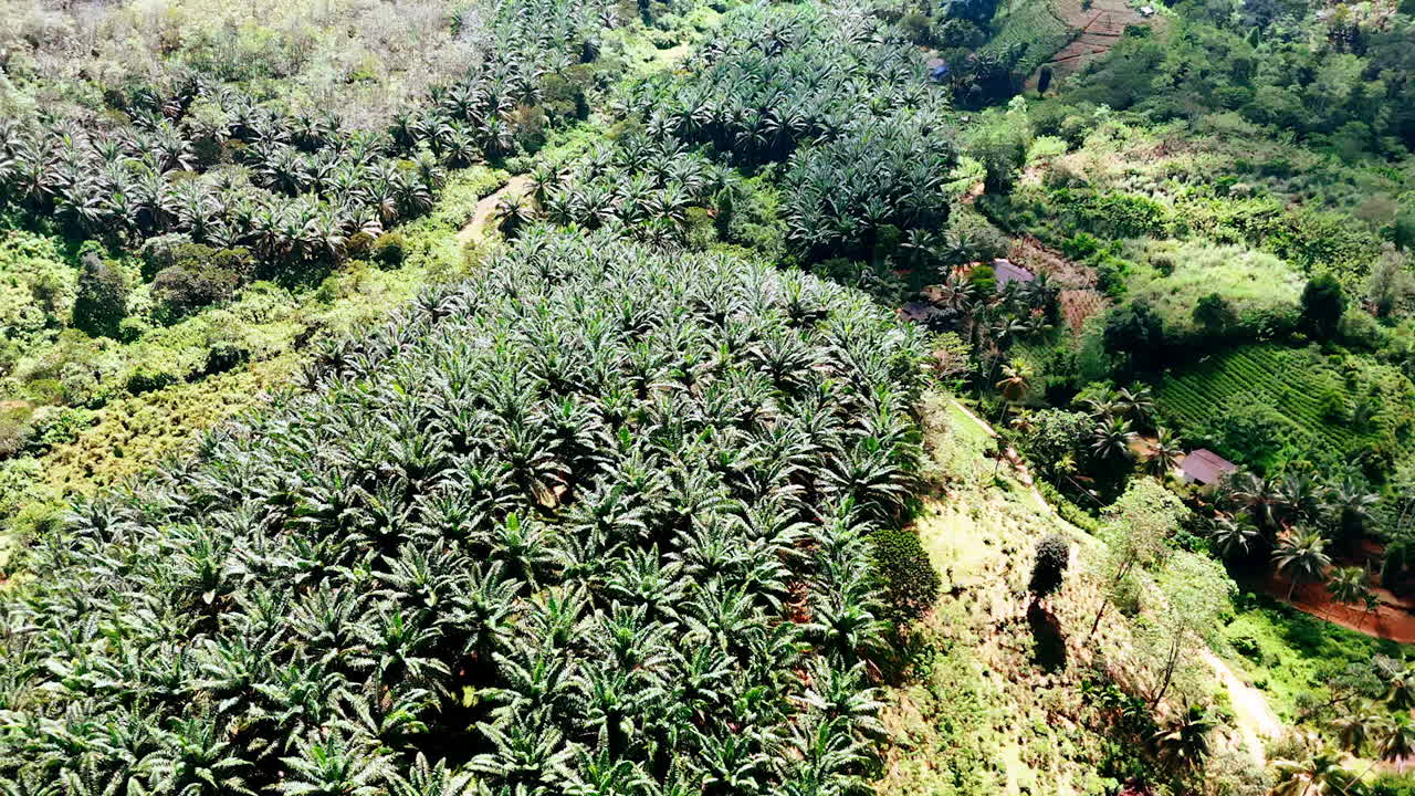 Panning footage above the green tropical forests. Aerial perspective on the exotic nature of Sri Lanka, South Asia.