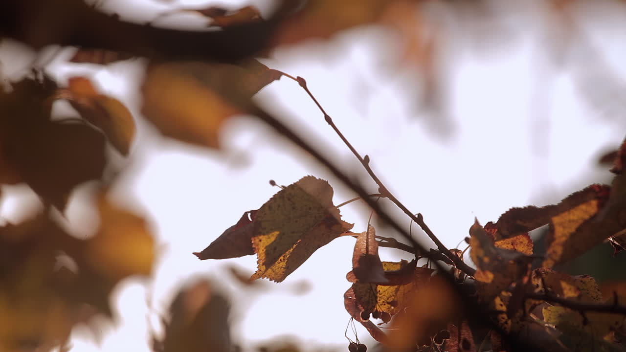 Colori autunnali, foglie e natura