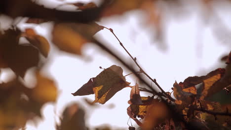 autumn colours leaves and nature