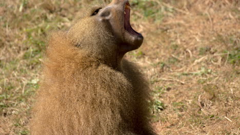 Baboons-in-nature-setting