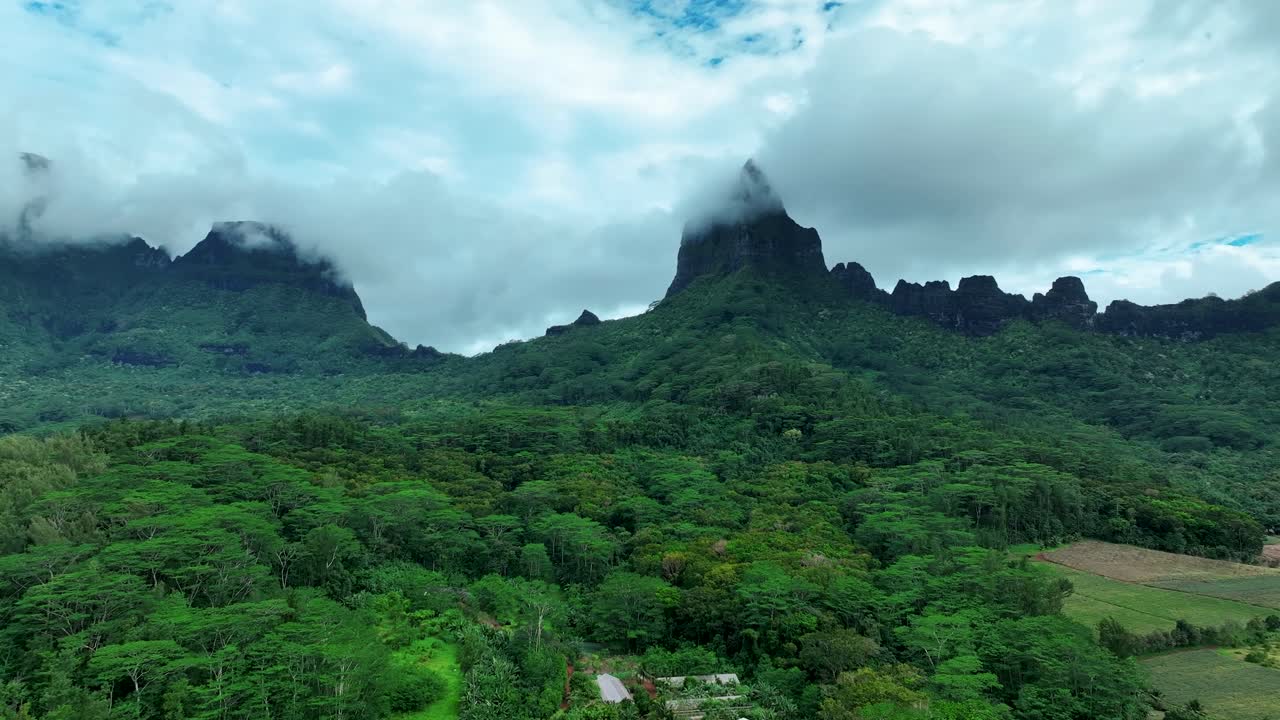 denso matorral verde sobre los bosques en las islas de moorea, polinesia francesa