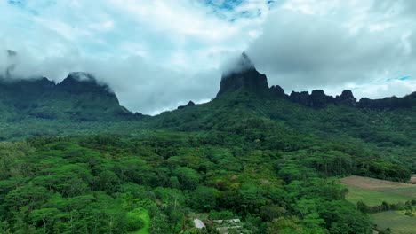 verdant dense thicket over forests in moorea islands, french polynesia