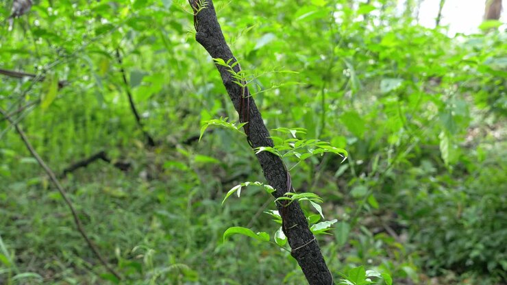 Viti verdi attorno al tronco annerito dell'albero nella foresta - Rigenerazione - Queensland, Australia