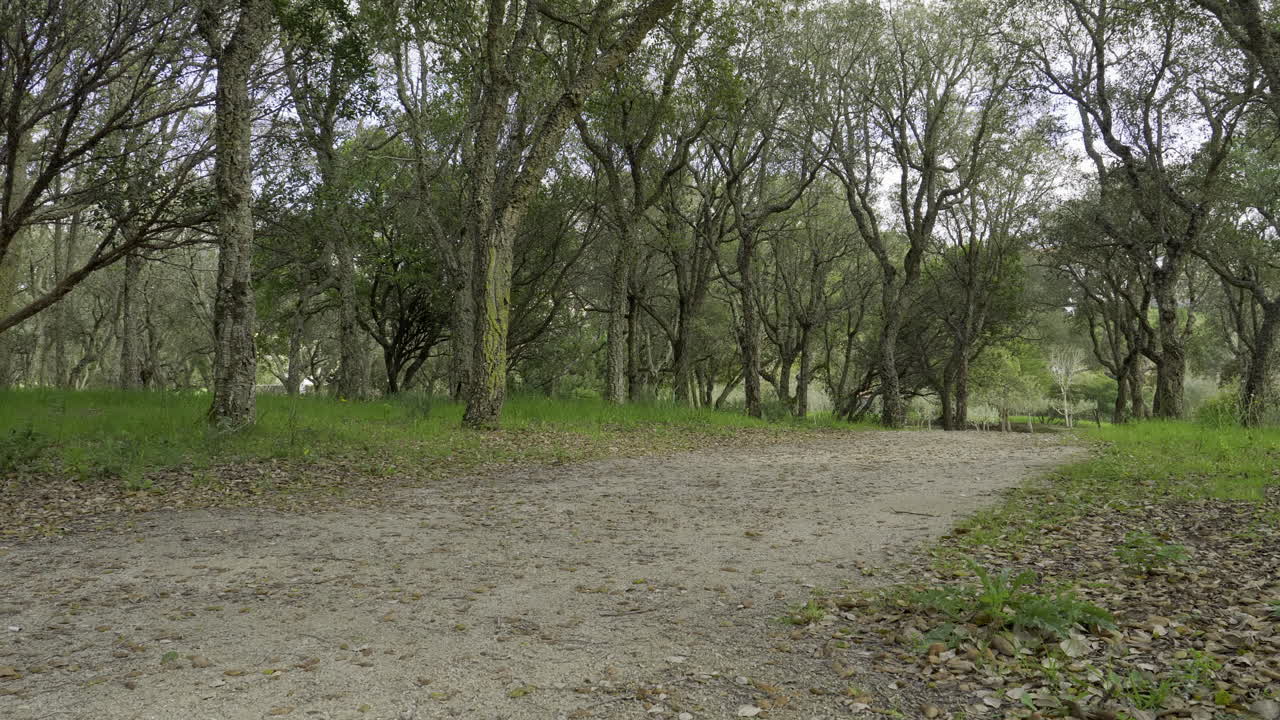 숲에서 비포장 도로