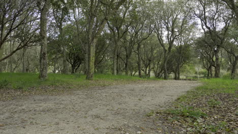 Feldweg-Im-Wald