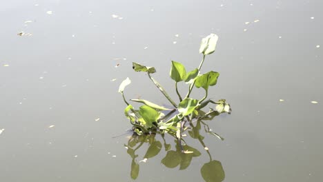 one bunch of common water hyacinths in a river, lonely water hyacinths in a river under the hot sunlight