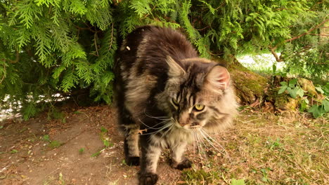 POV-low-angle-shot-of-petting-a-mainecoon-forest-cat-with-majestic-eyes-and-ears-with-soft-fur-while-looking-into-the-camera-and-walking-towards-it