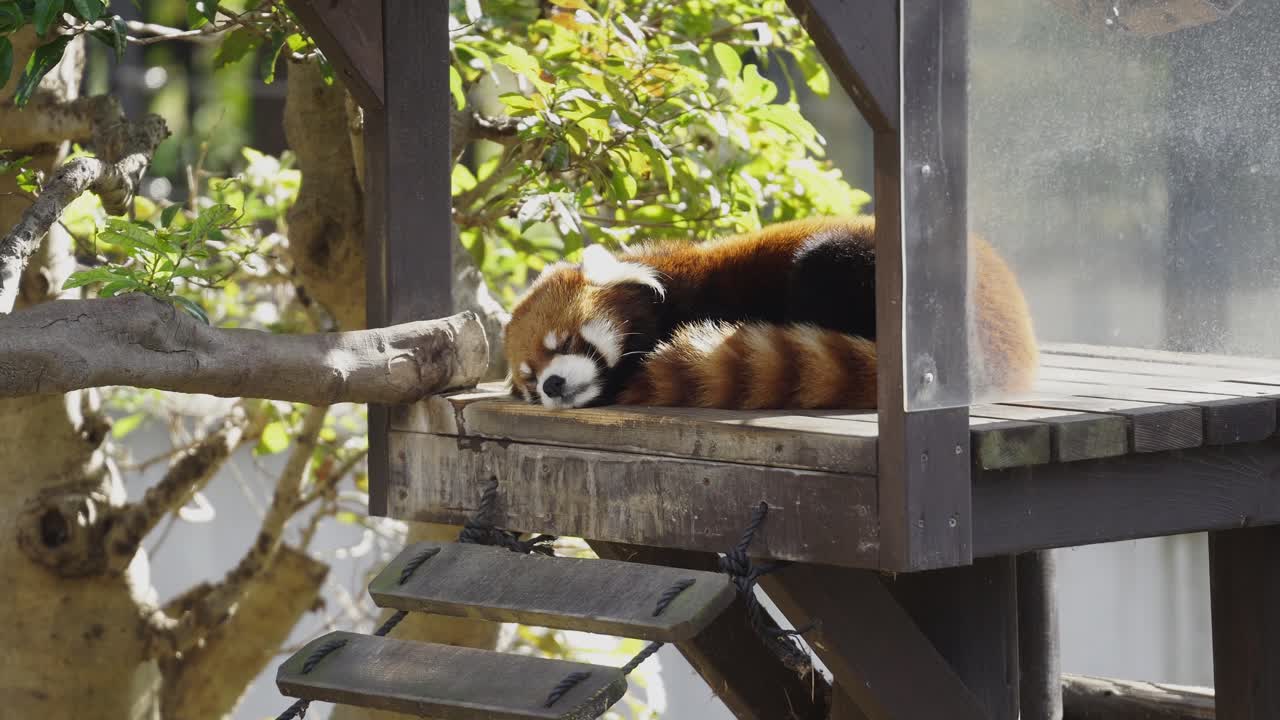 Primo piano di un panda rosso che fa un pisolino