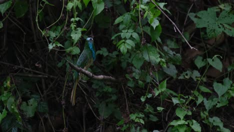 Als-Er-Sich-In-Seiner-Umgebung-Umschaut,-Sitzt-Ein-Blaubärtiger-Bienenfresser-(Nyctyornis-Athertoni)-Auf-Einem-Winzigen-Ast-Im-Nationalpark-Kaeng-Krachan-In-Der-Provinz-Petchaburi-In-Thailand