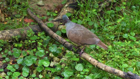 la paloma de tierra sulawesi, gallicolumba tristigmata, se alza en una rama caída, caminando lentamente a través de ella, tomada de cerca