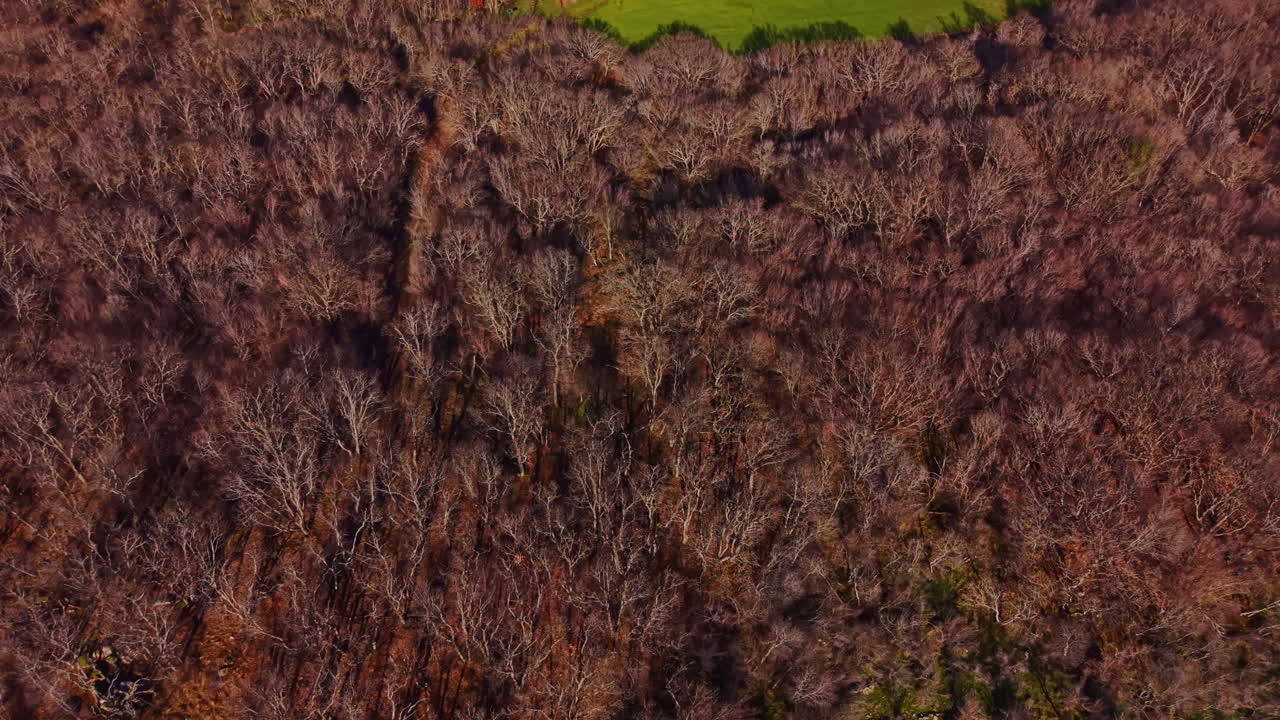 Skovlandskab med trægrene og jord i en naturlig efterårsomgivelse, hvor blade falder fra træerne i baggrunden