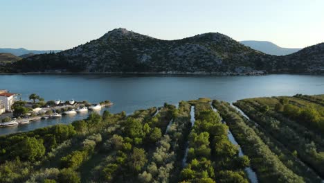 Rows-of-fruit-trees-and-olives-surrounded-with-fresh-river-water-n-Rogotin-on-the-Adriatic-coast-in-Croatia