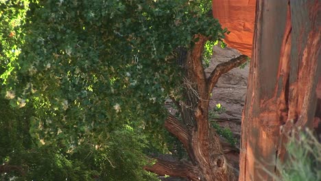 Plano-Medio-De-árboles-Polinizando-En-El-Desierto-Cerca-De-Moab,-Utah