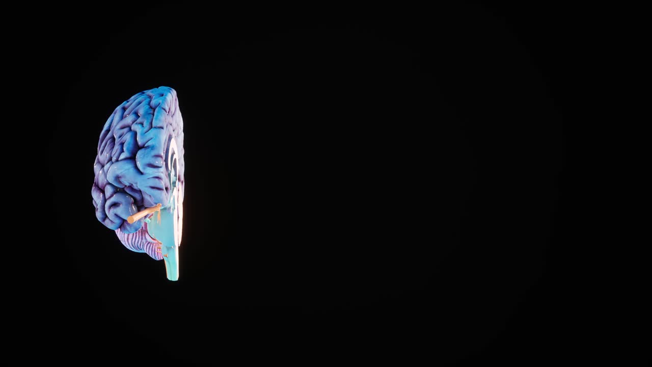 Inflammation of the brain. Human brain Anatomical Model 3D glossy brain