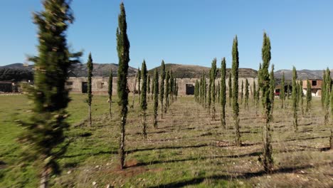 árboles conmemorativos dedicados a las víctimas del régimen comunista en el notorio campamento de tepelena en albania