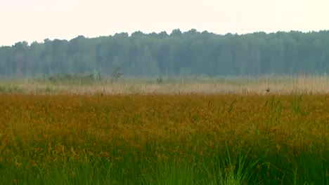 prairies et collines marécageuses