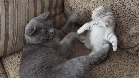 gray cat playing with a scottish fold kitten