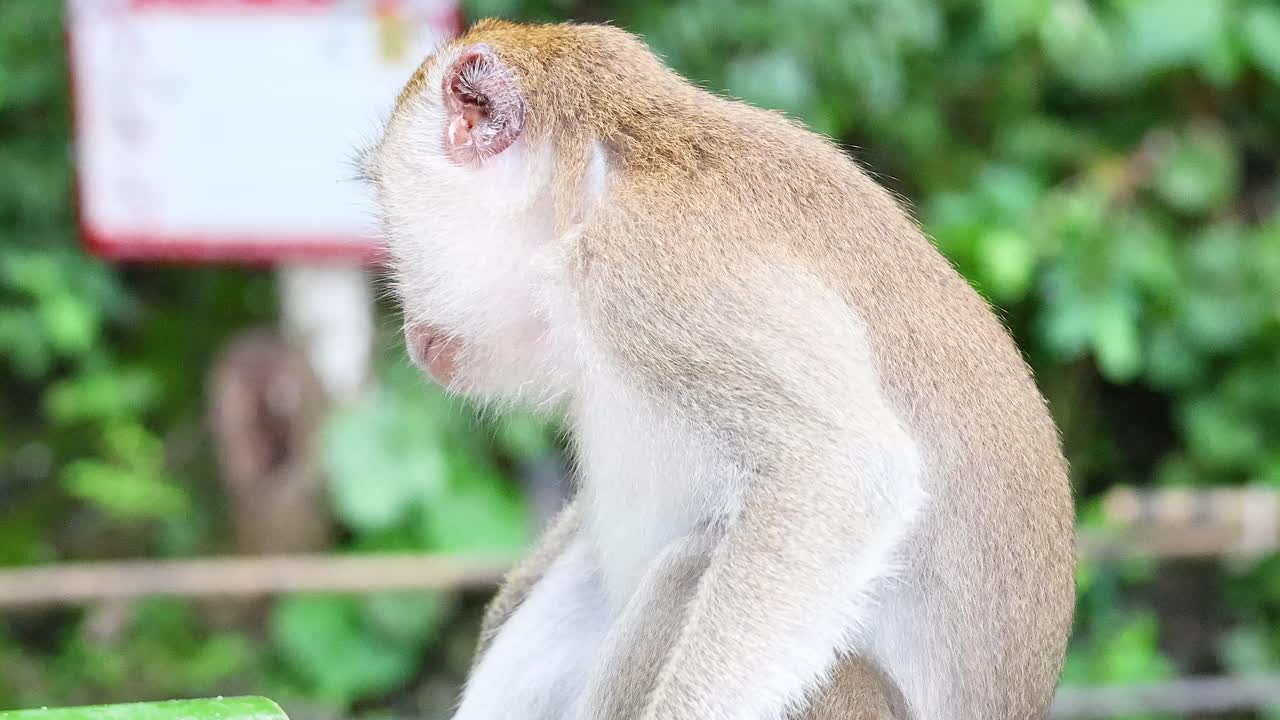 Monkey examines and interacts with a green object