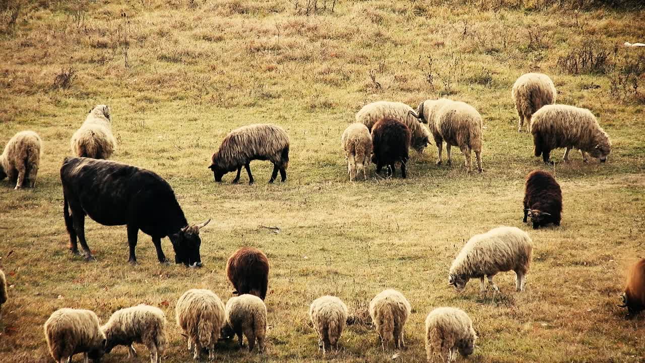 rebaño de ovejas comiendo hierba en el campo con algunas vacas cerca de ellos