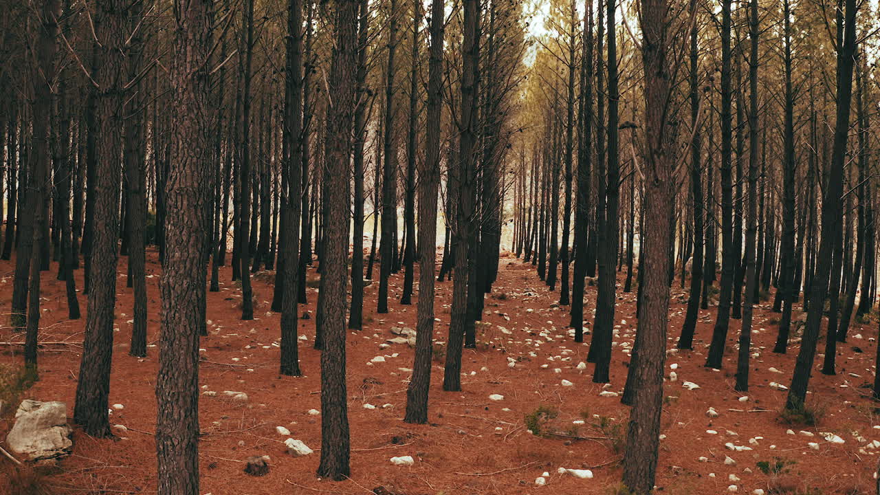Dense Pine Forest