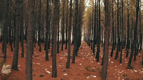 dense pine forest