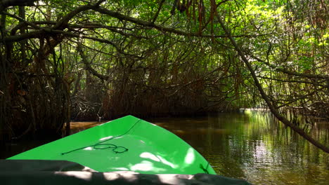 recorrido por el río manglar en un barco verde