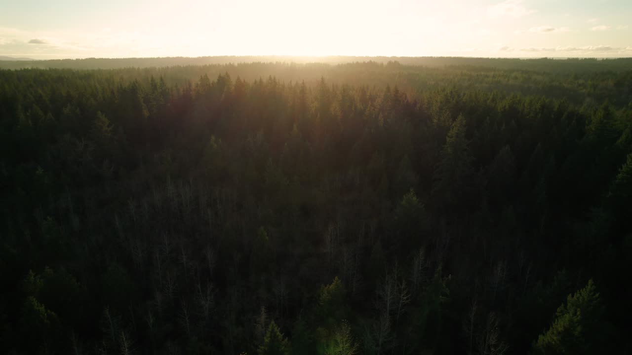 Vista aerea mozzafiato di una foresta con raggi di sole dorati tra gli alberi.