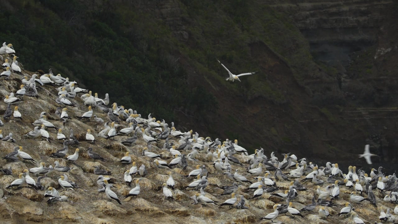 Chim ó biển Australasia (Morus serrator) bay lượn trên khu quần cư ven biển của chúng ở New Zealand.