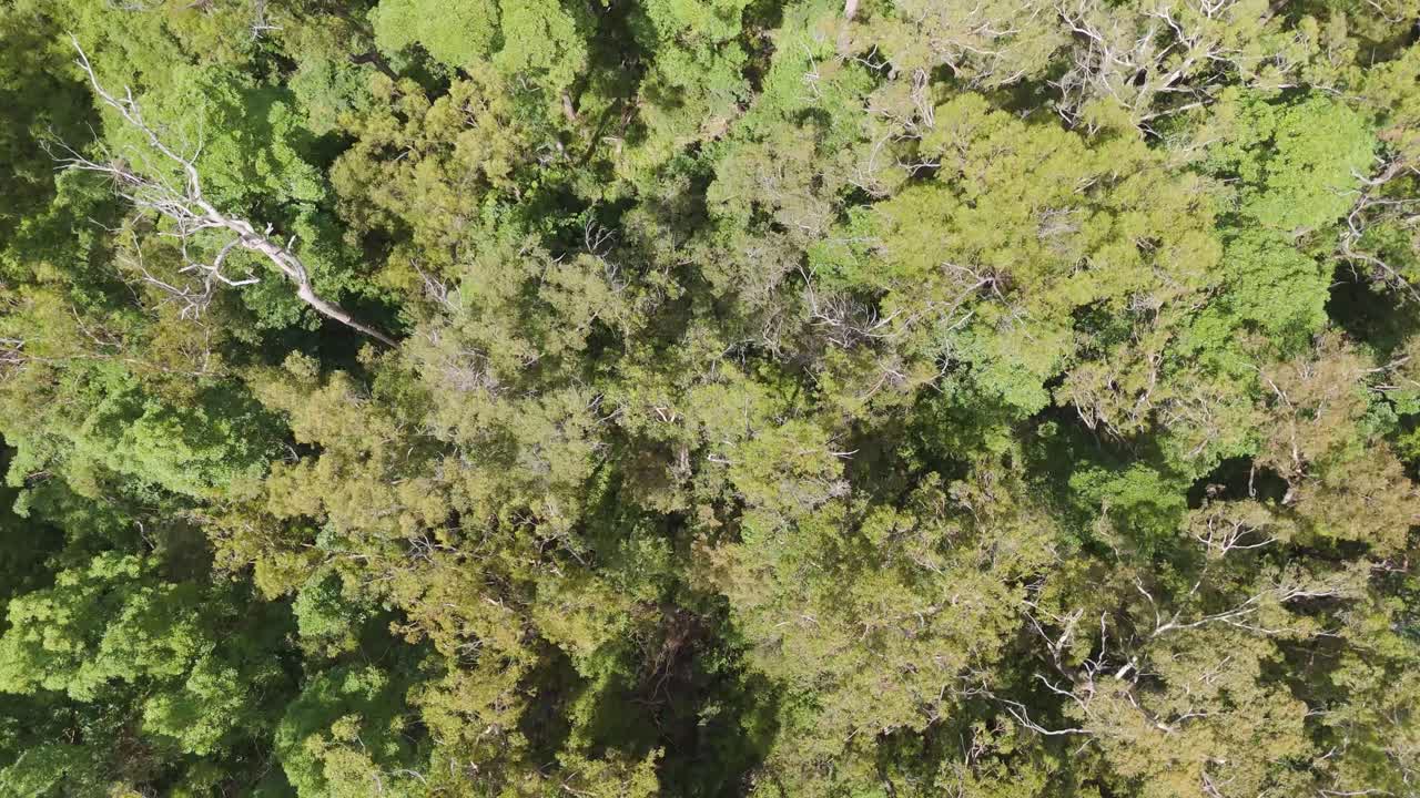 Lush green forest canopy from above