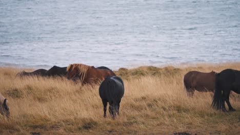 herd of wild horses grazing in nordic grassland by sea in iceland