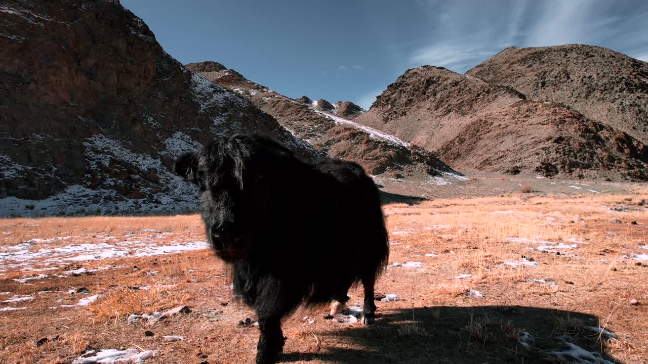 Dron letí blízko k jakovi v západním Mongolsku.