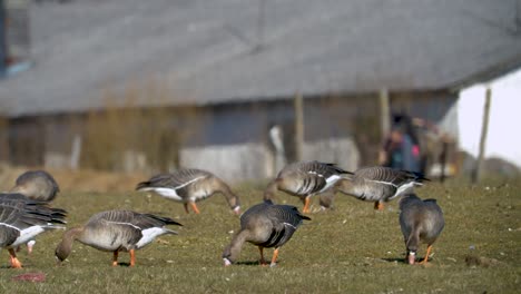 Bandada-De-Gansos-Y-Gansos-De-Frente-Blanca-Comiendo-Hierba-En-El-Campo