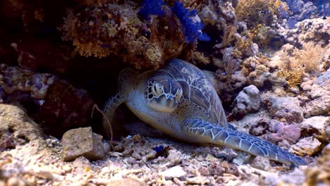 green sea turtle sleeping in the coral reef