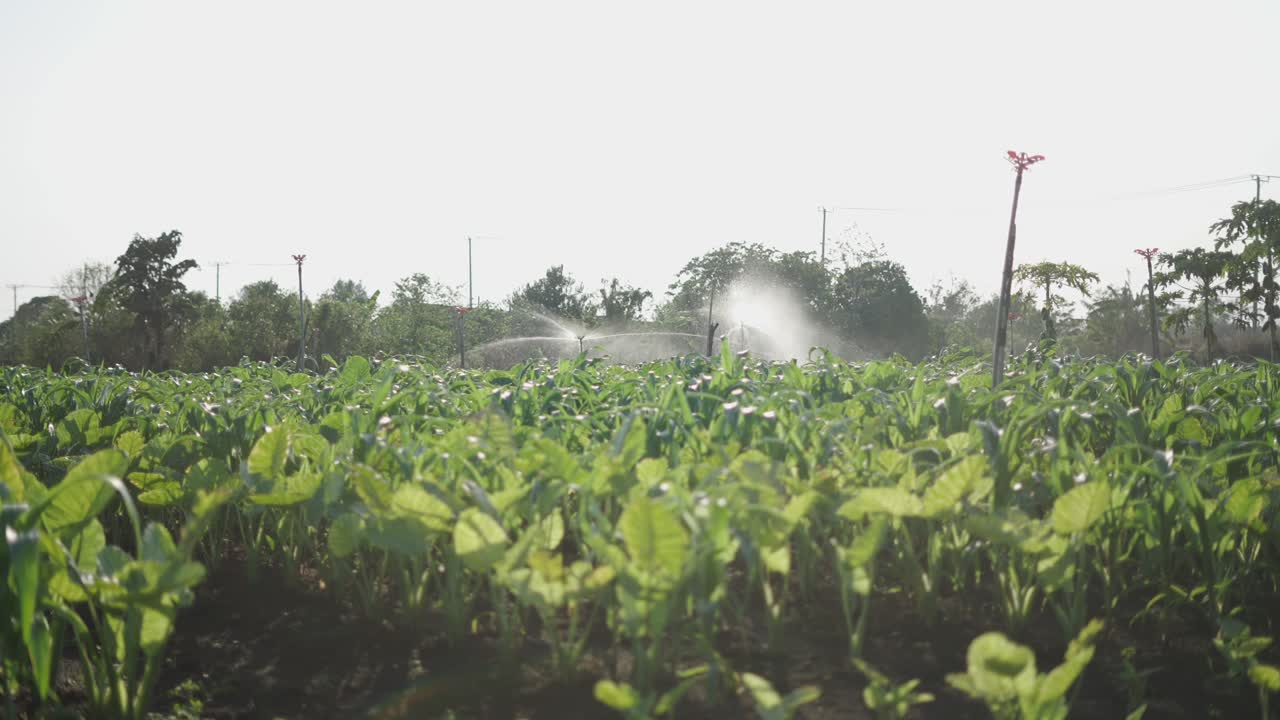 Irrigation of crops in a field