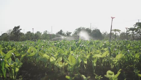 irrigation of crops in a field
