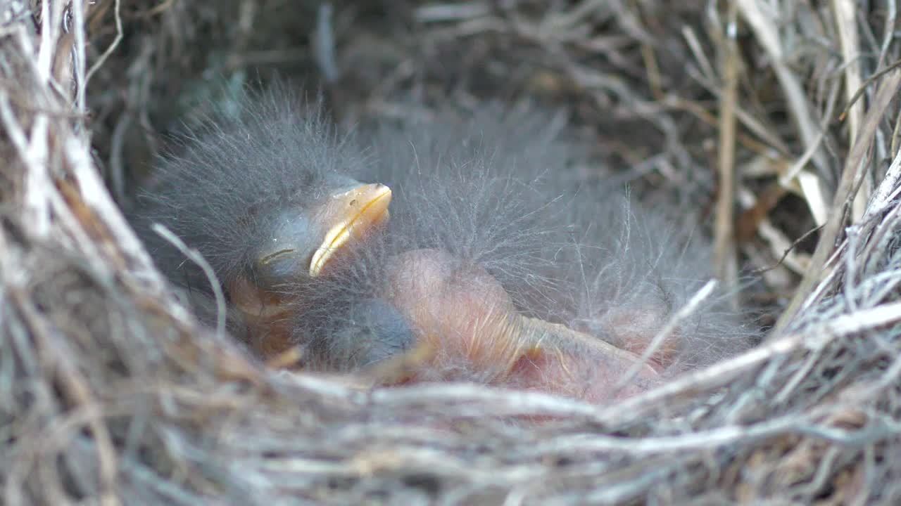 둥지에 배고픈 신생아 새 병아리