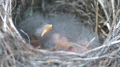 hungry newborn bird chick in a nest