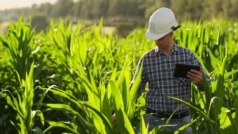 Un-Agricultor-Con-Una-Tableta-Al-Atardecer-En-Un-Campo-De-Maíz-Examina-Las-Plantas-Y-Utiliza-Los-Controles-De-La-Aplicación-Y-Envía-Datos-De-Análisis-Sobre-La-Cosecha-Exitosa.