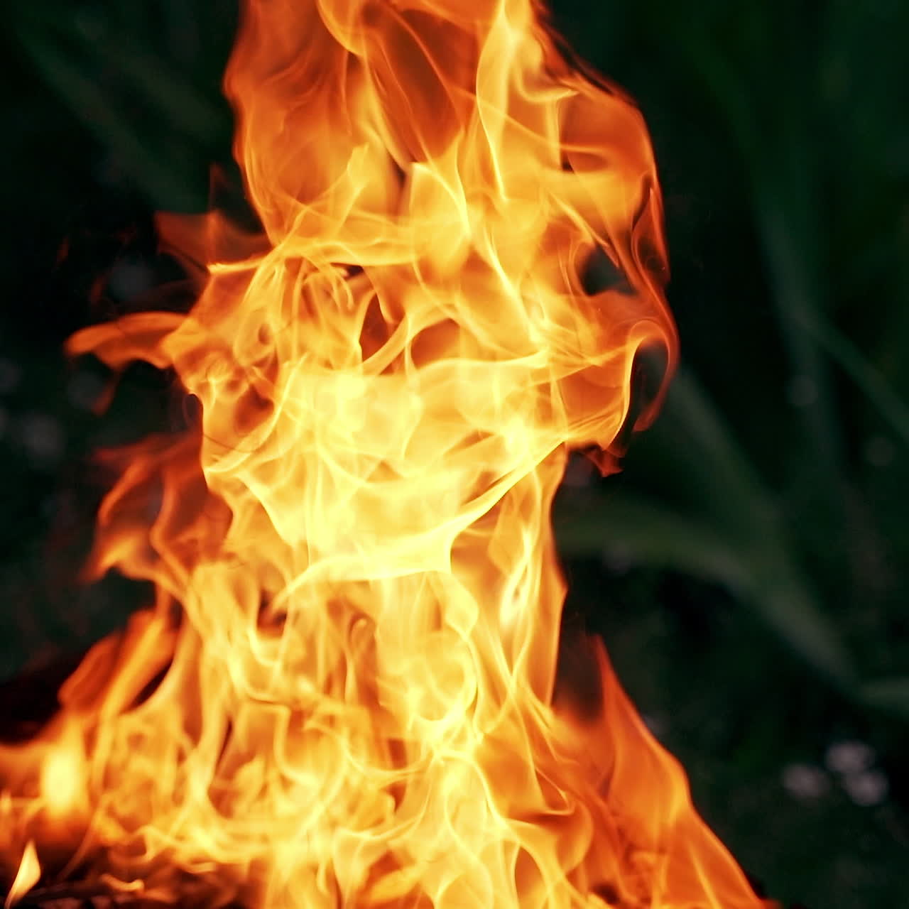 Twisting tongues of bright fire outdoors. Vivid flame from burning wood in bonfire on dark natural background. Slow motion.
