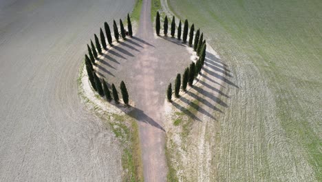 group of cypresses in tuscany near san quirico d'orcia. circular aerial view of cypress ring in val d'orcia. italy