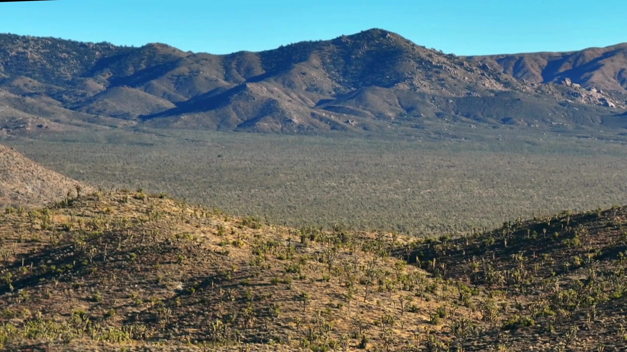 Yuccatrær fjell åser ørkenlandskap Joshua Tree nasjonalpark California luftdrone San Fernando County Mojave Colorado Kelso Pinto Basin Dunes blå himmel solrik ettermiddag fremover panorering opp bevegelse