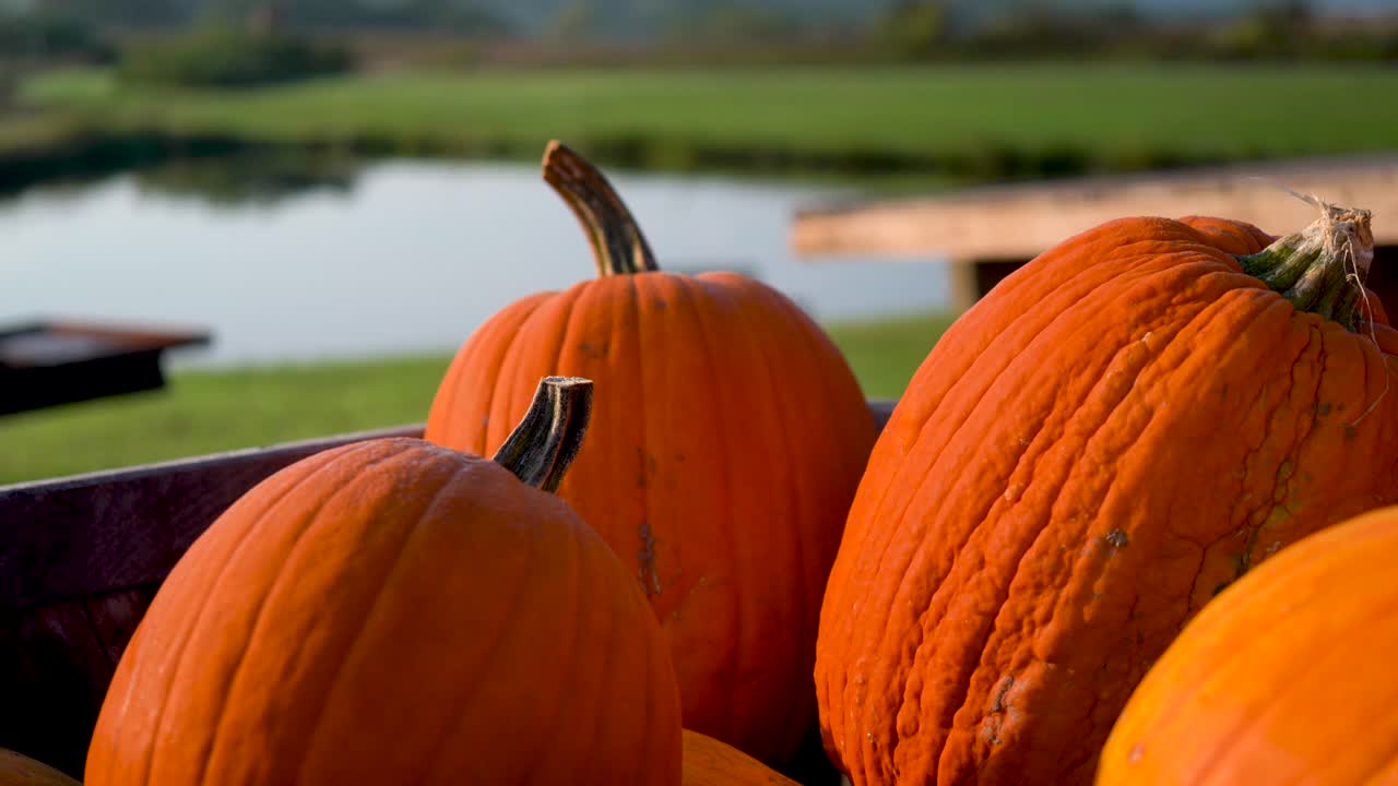 Pumpkins in a field