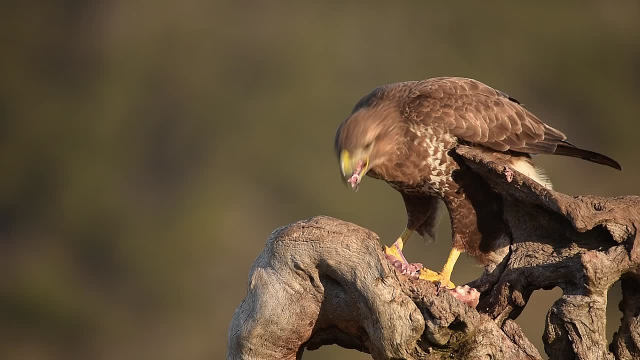 buteo buteo sentado en el tronco del árbol y comiendo presa