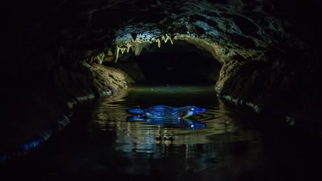exploring the mysterious underground cave habitat: a glimpse of the aquatic creature in its dark, serene environment with stalactites and reflective water surfaces