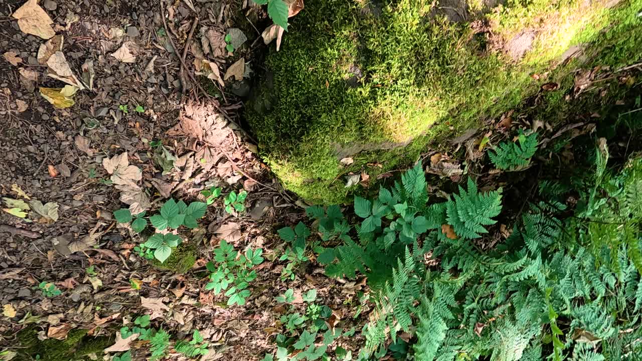 una roca de musgo rodeada de vegetación forestal