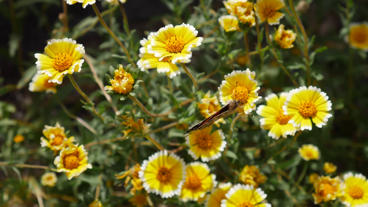 봄의 슬로우 모션으로 노란색 야생 꽃의 초원을 수분하는 동안 페인트 칠한 숙녀 나비가 꿀을 날고 먹이를 줍니다