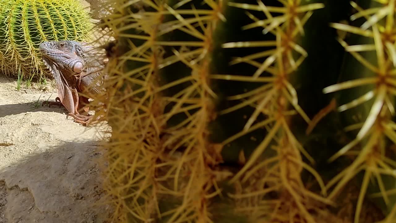 dragón barbudo entre catthuses en el sol en la arena del desierto en marruecos