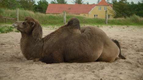 Camel-resting-on-the-ground-in-a-the