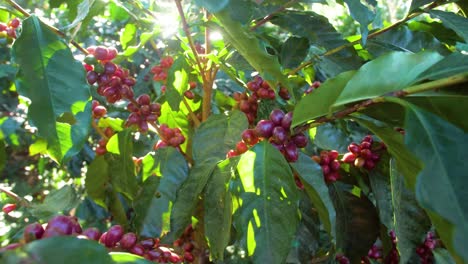 a coffee plant filled with red ripe coffee beans fruit in a windy field