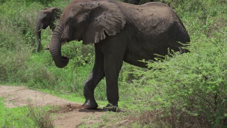 Ein-Elefant-Kommt-Aus-Dem-Busch